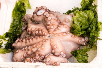 Octopus at fish market