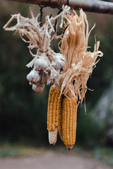 Dried hanging corn and garlic