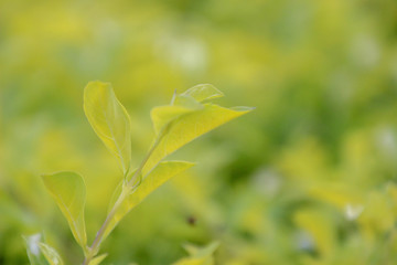 Leaves of sunlight are sent down,green leaf background pattern.