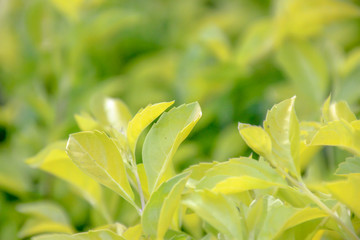 Leaves of sunlight are sent down,green leaf background pattern.