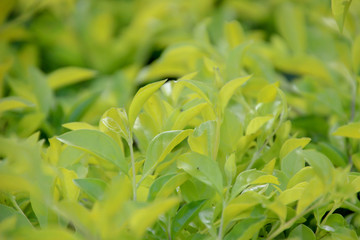 Leaves of sunlight are sent down,green leaf background pattern.