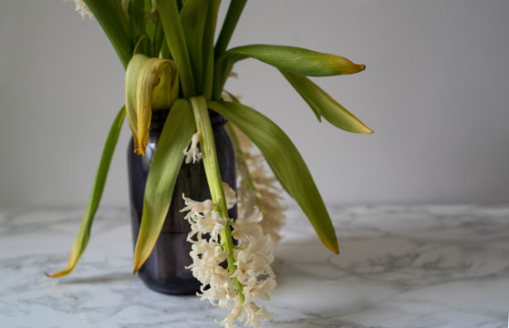 Drooping Dying Flowers in a Vase Dreary in the Shadows