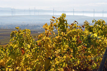  rheinhessen im herbst