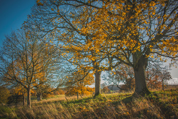 Fototapeta na wymiar Autumn Landscape with trees and falling leafs in Scotland 