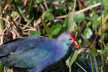 Grey Headed Swamphen in Florida Wetland