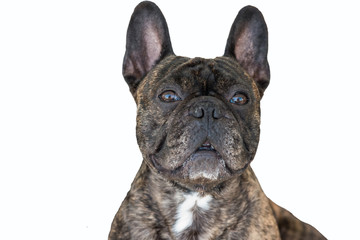 French Bulldog Brindle color portraiture on a white background. 
