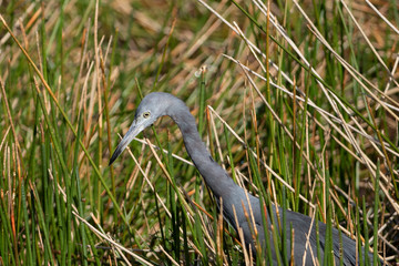 Little Blue Heron on a Florida Wetland