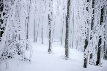 Fototapeta premium snow on trees in winter