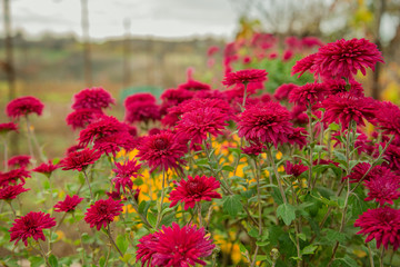 Autumn flowers in the garden, beautiful chrysanthemums. Gardening.