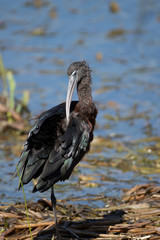 Glossy Ibis in a Florida Marsh