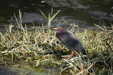 Green Heron in Florida Marsh