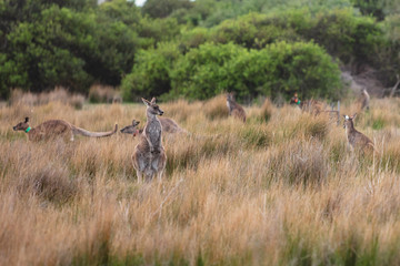 Eastern Grey kangaroos tagged as part of a scientific study on movement and breeding habits at Wilsons Promontory national park, Victoria, Australia