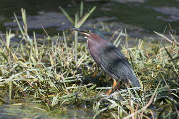 Green Heron in Florida Marsh