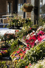Vertical image: colorful winter flowers are on a snowy city street on outside of a garden center for sale on a sunny cold day. Concept: beautiful plants of autumn-winter season and English Garden.