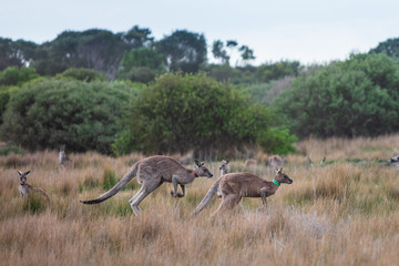 Naklejka na ściany i meble Eastern Grey kangaroos tagged as part of a scientific study on movement and breeding habits at Wilsons Promontory national park, Victoria, Australia