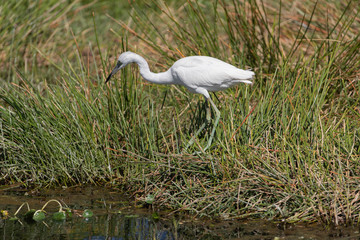 Juvenile Little Blue Heron in baby white feather colors. Florida Marsh