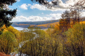 Fototapeta premium autumn trees in the uk