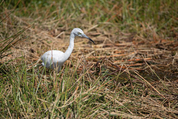 Juvenile Little Blue Heron in baby white feather colors. Florida Marsh