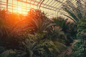 Tropical path with green tropical plants, palms and catuses with sunset sun at botanical garden in...