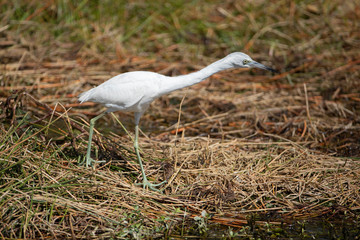 Juvenile Little Blue Heron in baby white feather colors. Florida Marsh
