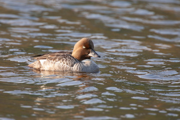Female Goldeneye duck in Maine Lake
