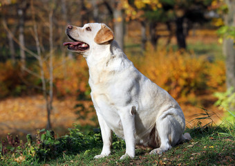 a yellow labrador in the park in autumn