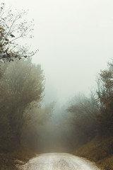 Autumn landscape, trees and dirt road in a foggy day, natural background