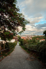 View of Old Town Prague from a vineyard on a hill in Prague, Czech Republic. Looking down a hill from a vineyard. St Vitus Cathedral and Prague Castle in the background, a vineyard in the foreground