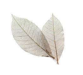 Beautiful decorative skeleton leaves on white background, top view