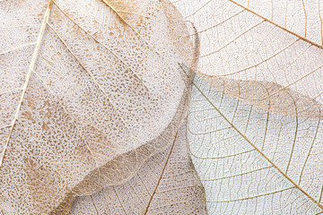Fototapeta Closeup view of beautiful decorative skeleton leaves obraz