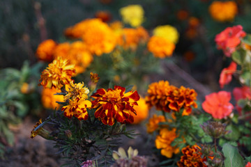 Macro shot of marigold flowers in orange colors with beautiful blurry background.