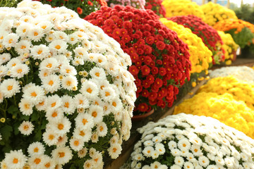 Fototapeta premium View of fresh beautiful colorful chrysanthemum flowers outdoors
