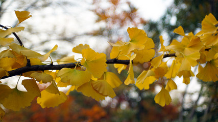 Golden ginkgo under the sunshine, wide