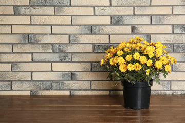 Beautiful potted chrysanthemum flowers on table near brick wall. Space for text