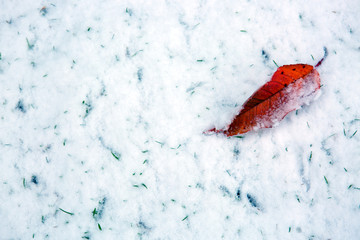 Cherry leaf lies on the white snow . Winter background.