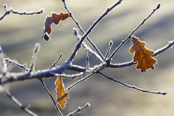 Close up of branch with three old frozen oak (quercus) leaves covered in hoarfrost ice crystals on blurred background