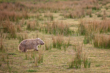 Wombat running through the grassland at Wilsons Promontory national park, Victoria, Australia
