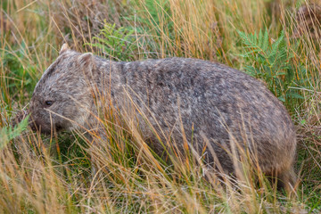 Wombat feeding amonst the grass at Wilsons Promontory national park, Victoria, Australia