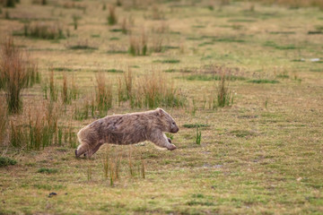 Wombat running through the grassland at Wilsons Promontory national park, Victoria, Australia