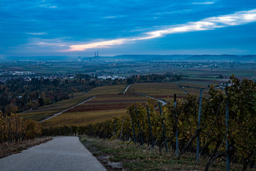 Weinberge im Morgenlicht
