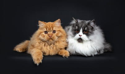 Fototapeta na wymiar Gorgeous duo of a red and black smoke British Longhair cat kittens laying down side by side with a paw hanging from edge, looking to camera with orange eyes. Isolated on black background.