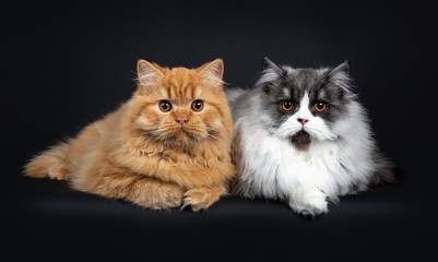 Fototapeta na wymiar Gorgeous duo of a red and black smoke British Longhair cat kittens laying down side by side with a paw hanging from edge, looking to camera with orange eyes. Isolated on black background.
