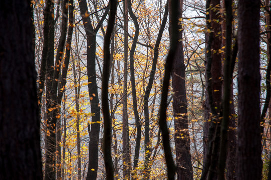 Wald im Gegenlicht im Herbst