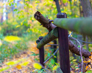 Zaun im Wald