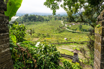 Bali Rice Terraces. The beautiful and dramatic rice fields of Jatiluwih in southeast Bali have been...