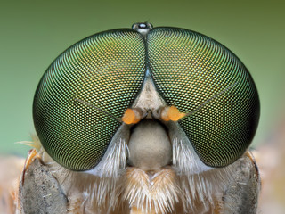 Extremes Porträtmakro der polnischen grünen Fliege