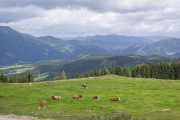 Fototapeta na wymiar Cows on alpine meadow with mountain landscape in the background