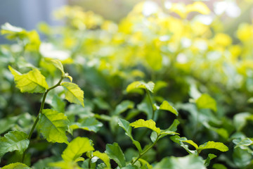 Natural view of green foliage in the garden in the summer under the sun. Natural green tree landscape used as background or wallpaper.