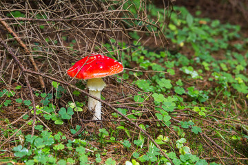Amanita muscaria, commonly known as the fly agaric