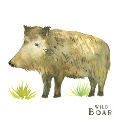 watercolor wild boar